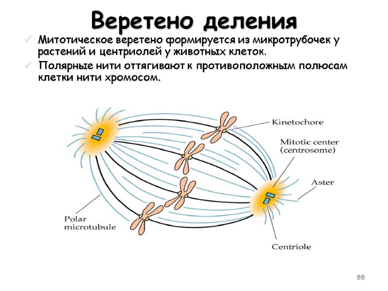 88 Веретено деления Митотическое веретено формируется из микротрубочек у растений и центриолей у животных